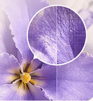 Purple flower petal detail, decorative illustration